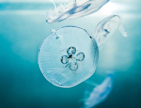 Home willian justen de vasconcellos askgjaeiy u unsplash